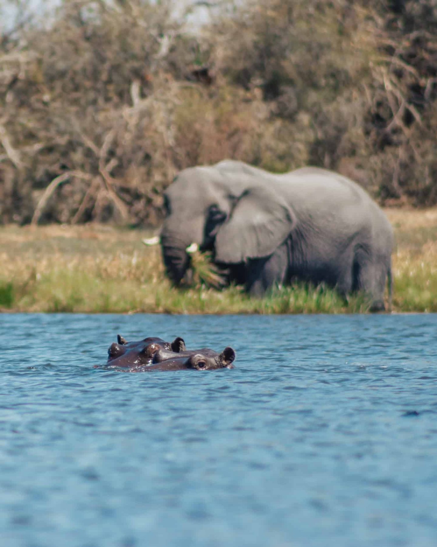 elephant and hippo in the okavango delta