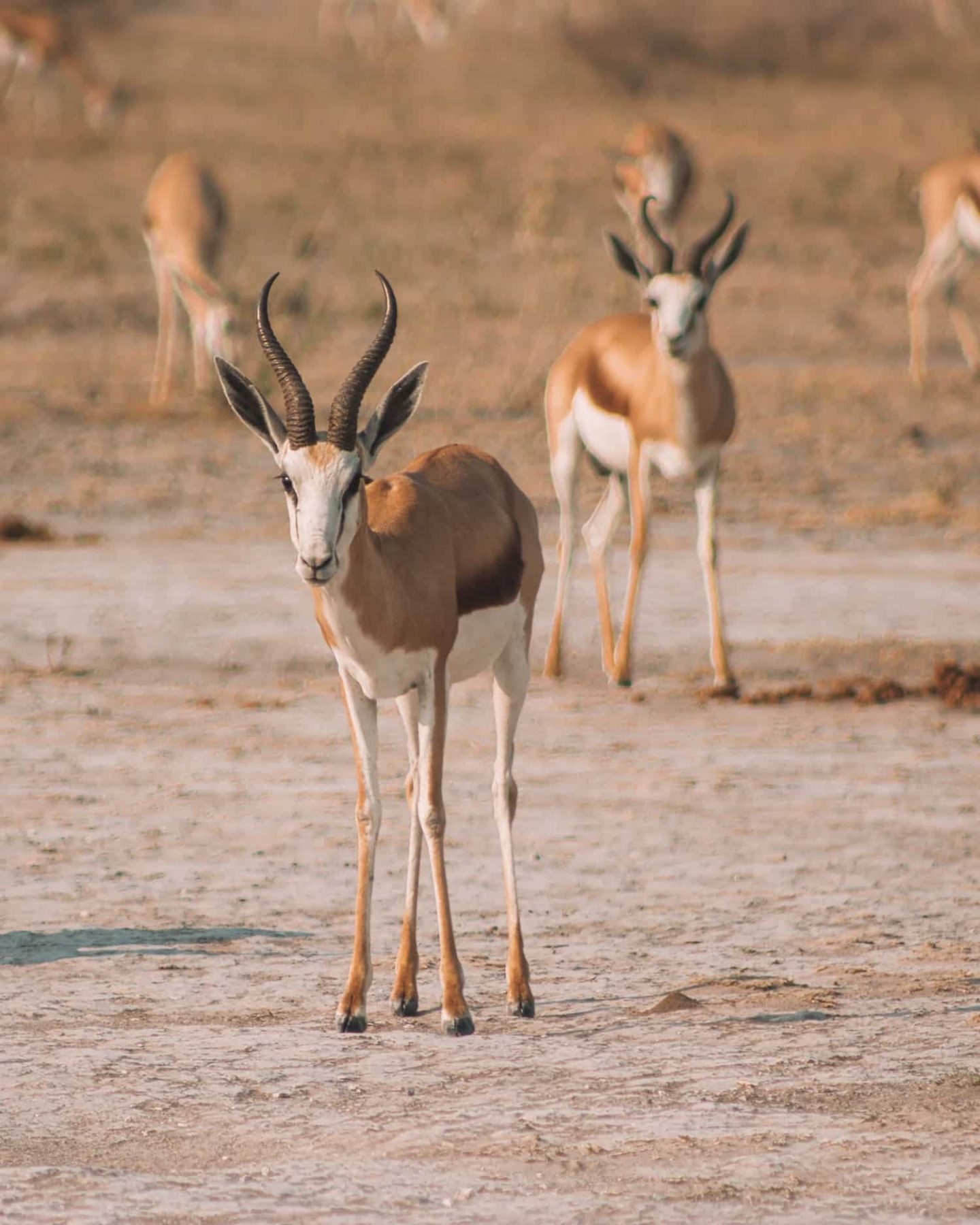 springbok in nxai pan national park