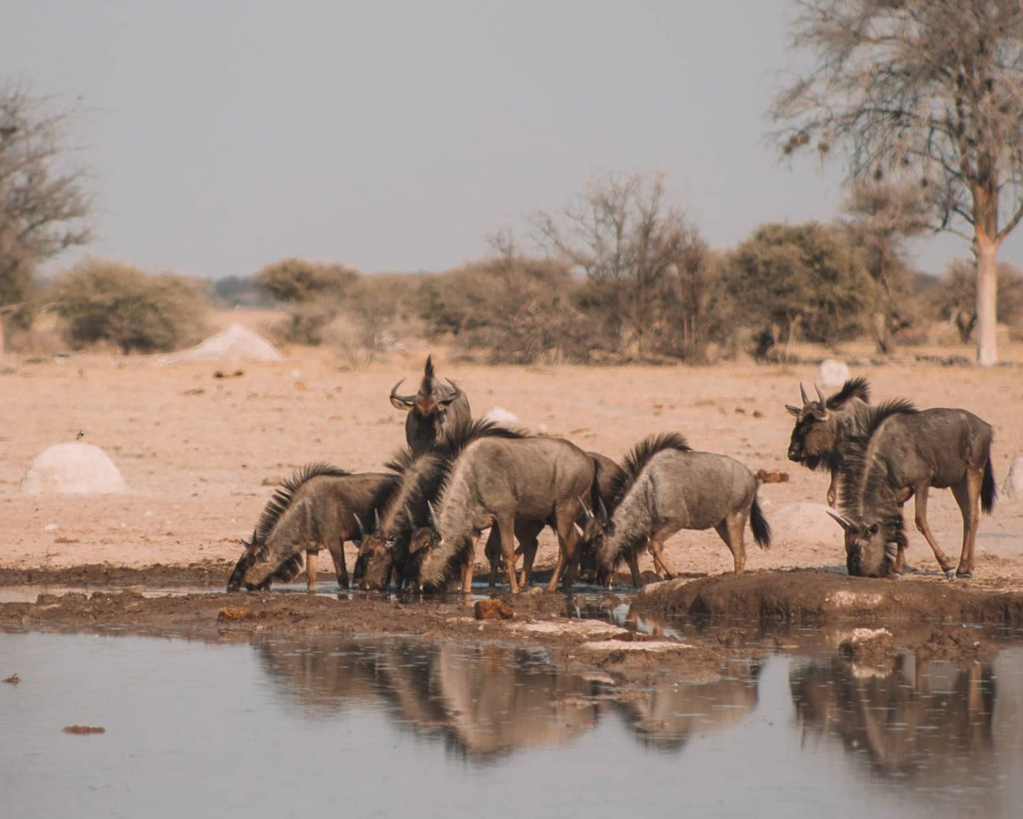 wildebeest at watering hole in nxai pan