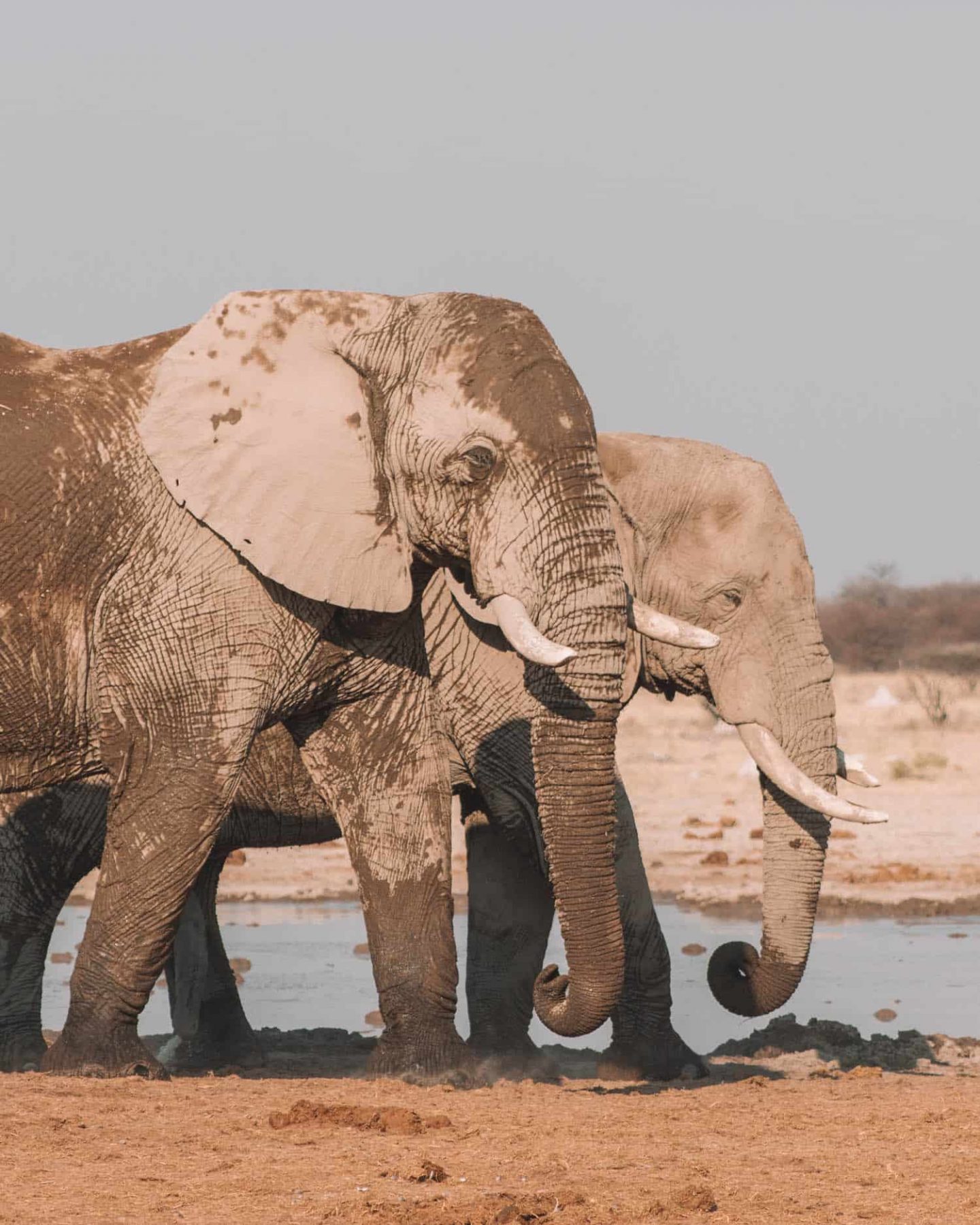 elephants outside nxai pan camp