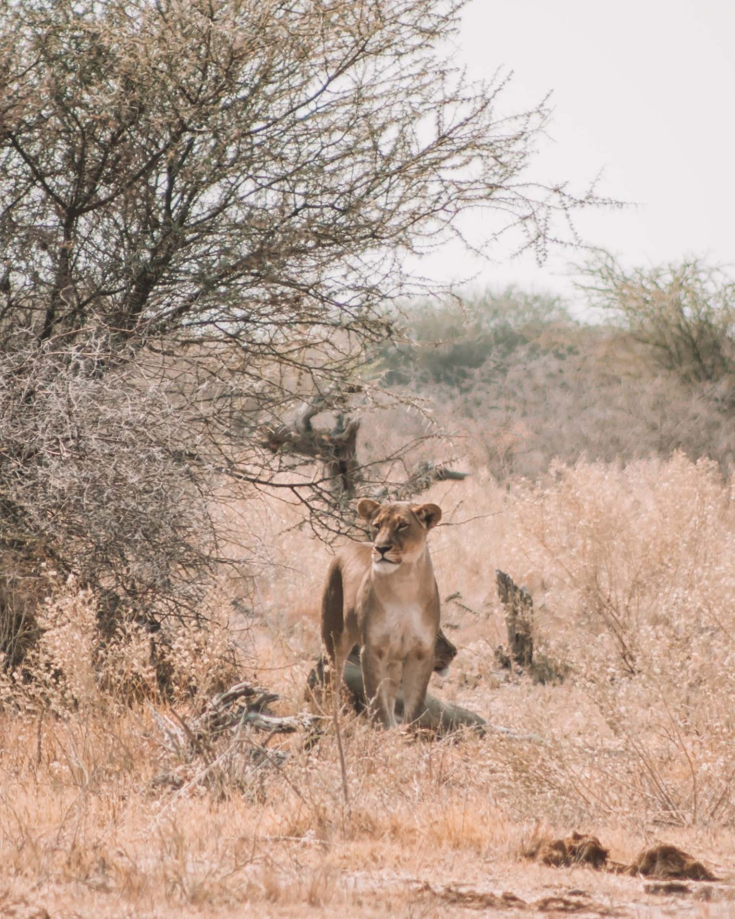 lioness in nxai pan