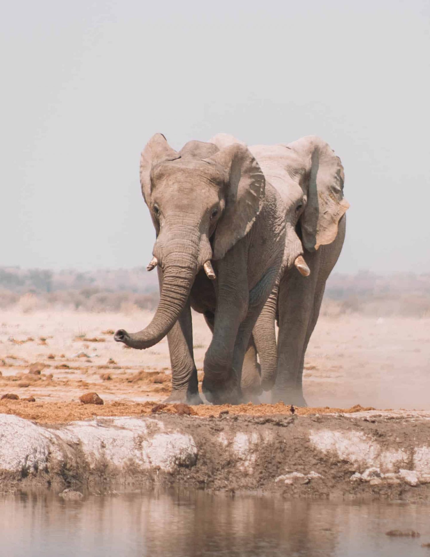 elephants running to the watering hole