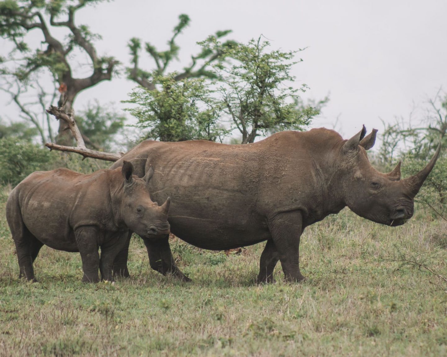 rhino in south africa