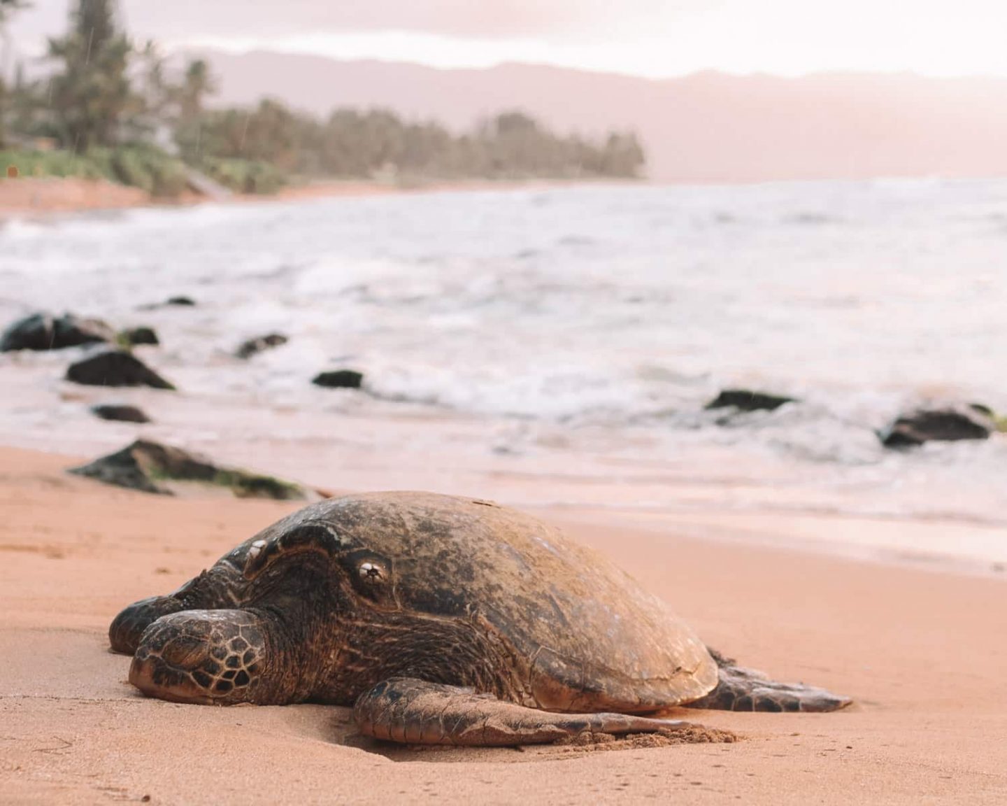 nesting sea turtle