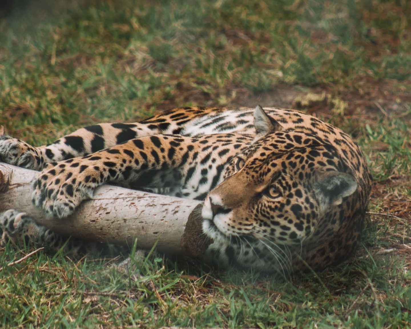 jukani big cat sanctuary