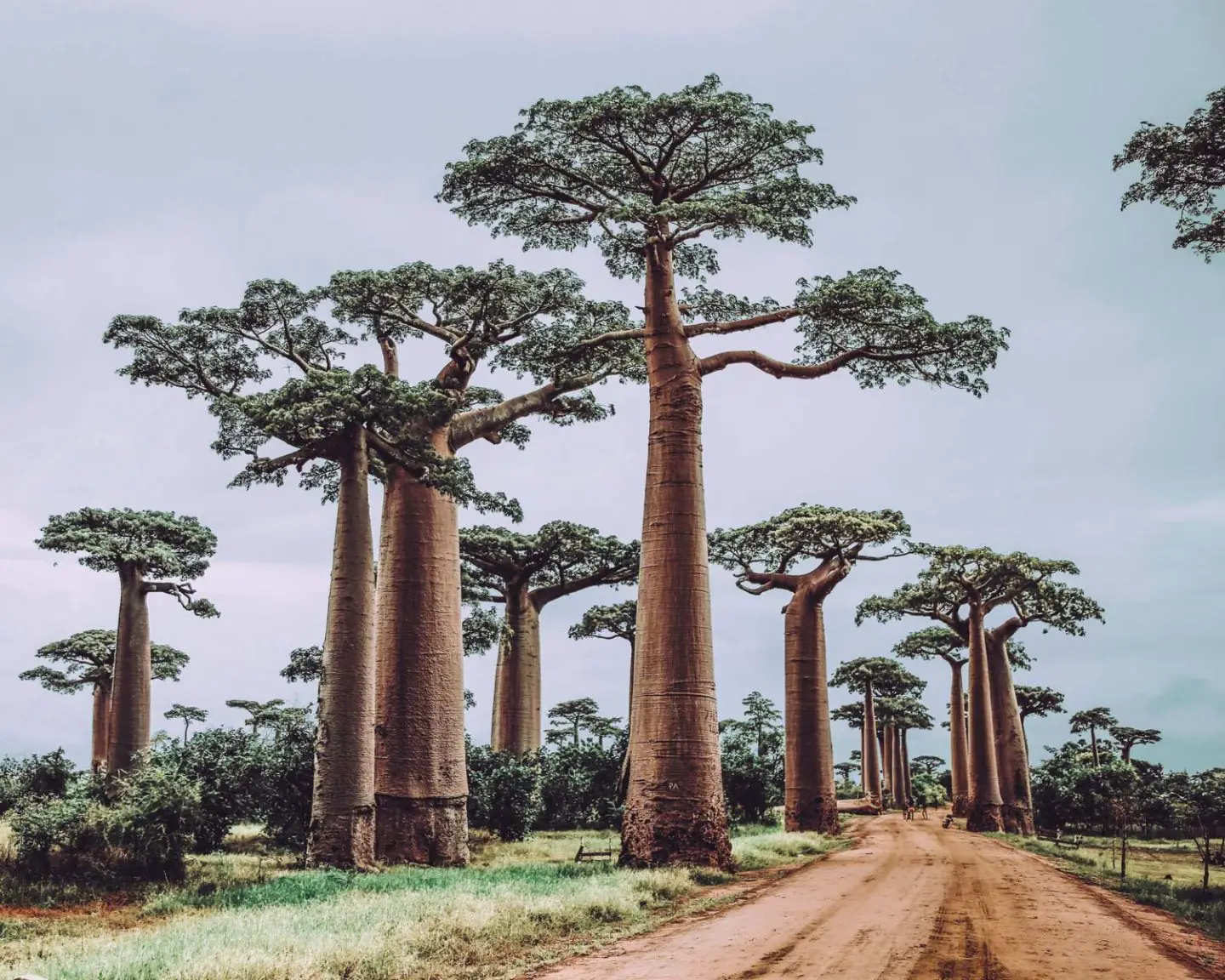 avenue of baobabs in madagascar