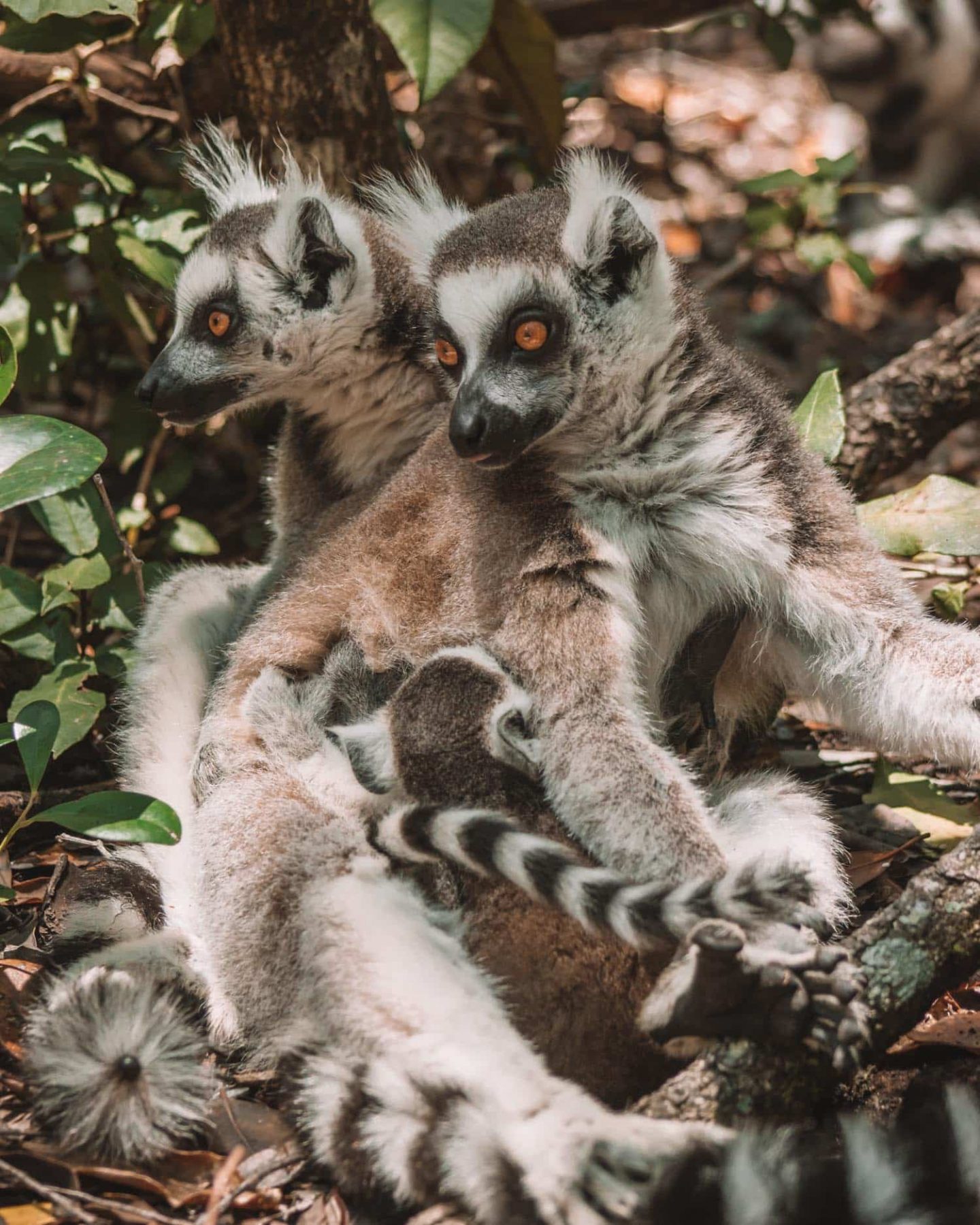 lemurs at monkeyland