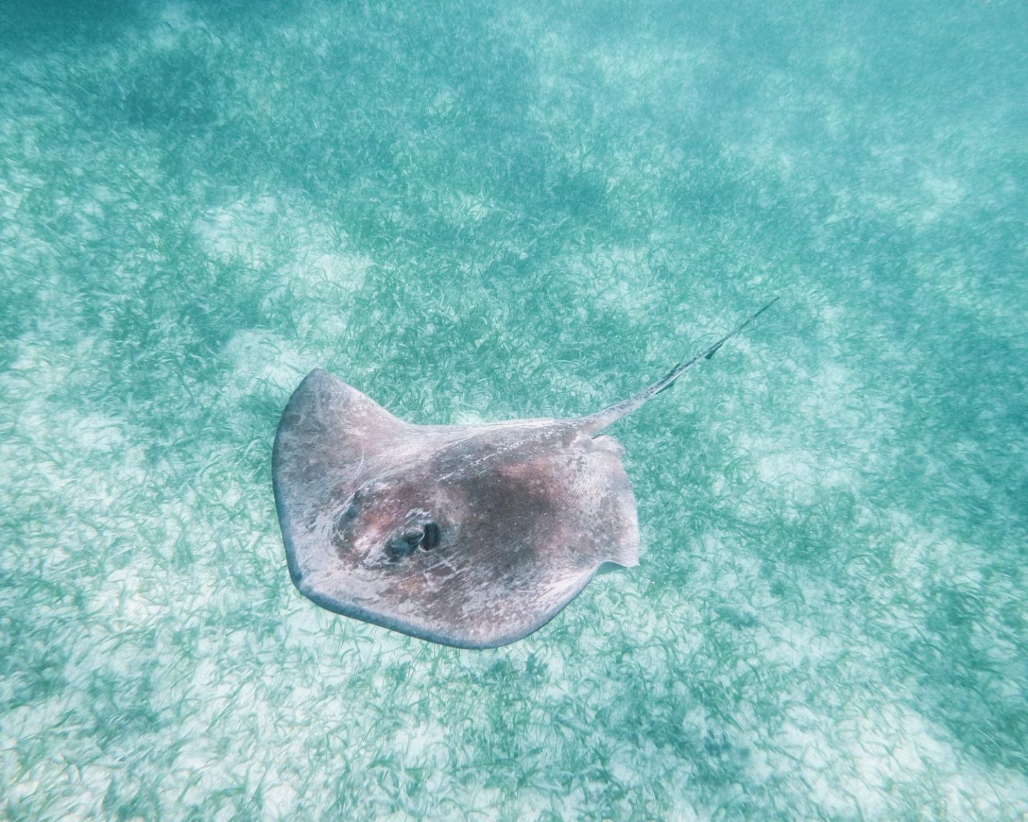 stingray in belize