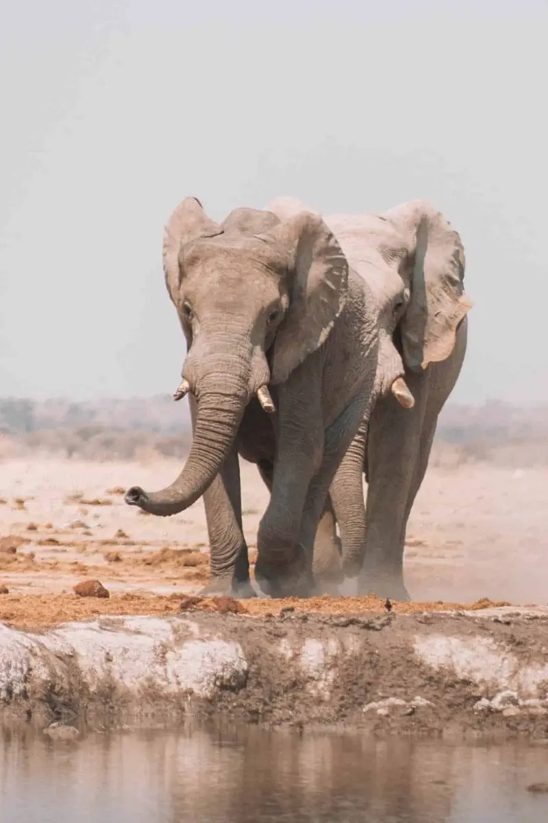 elephants running to the watering hole