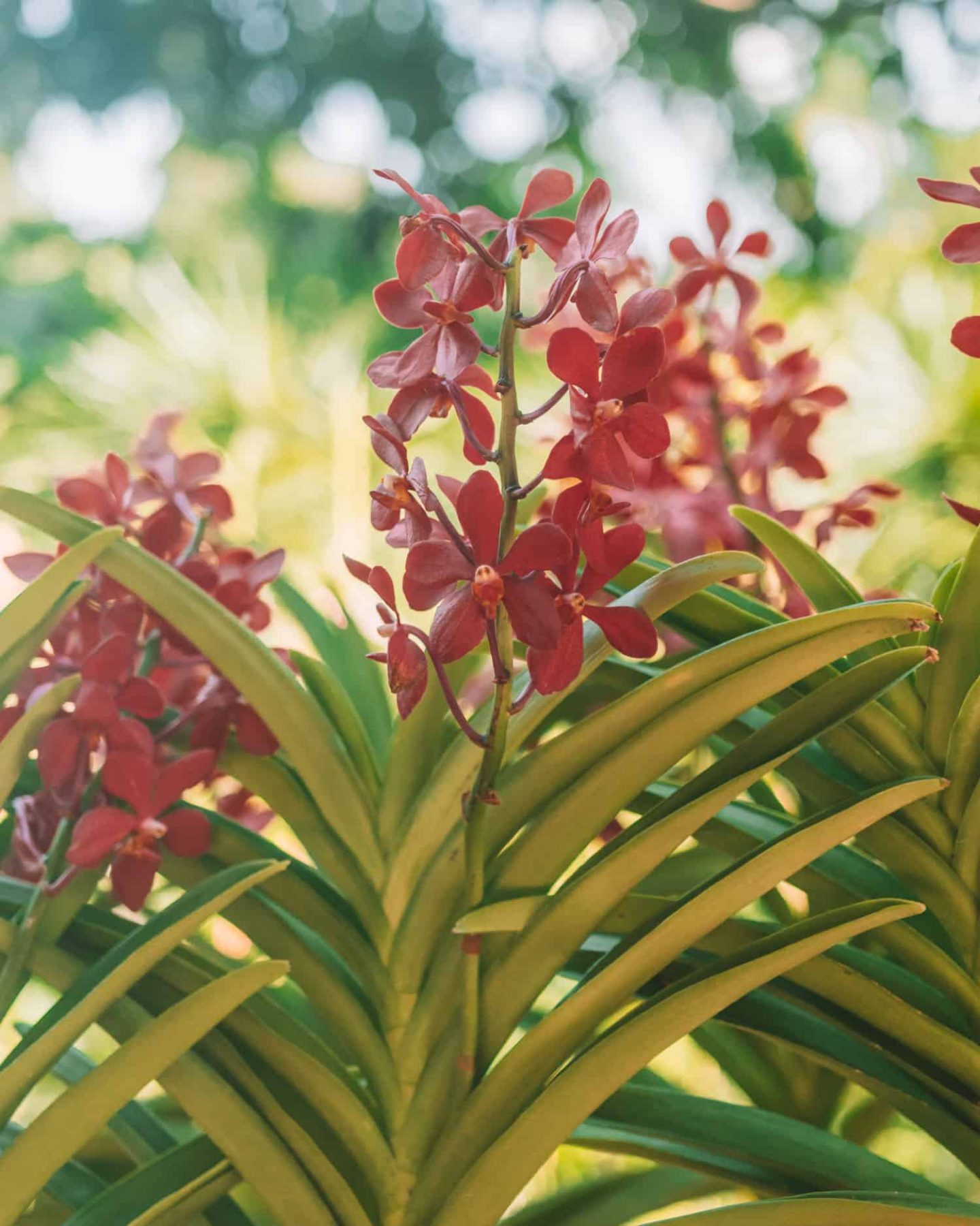 orhidee la Grădina Botanică din singapore