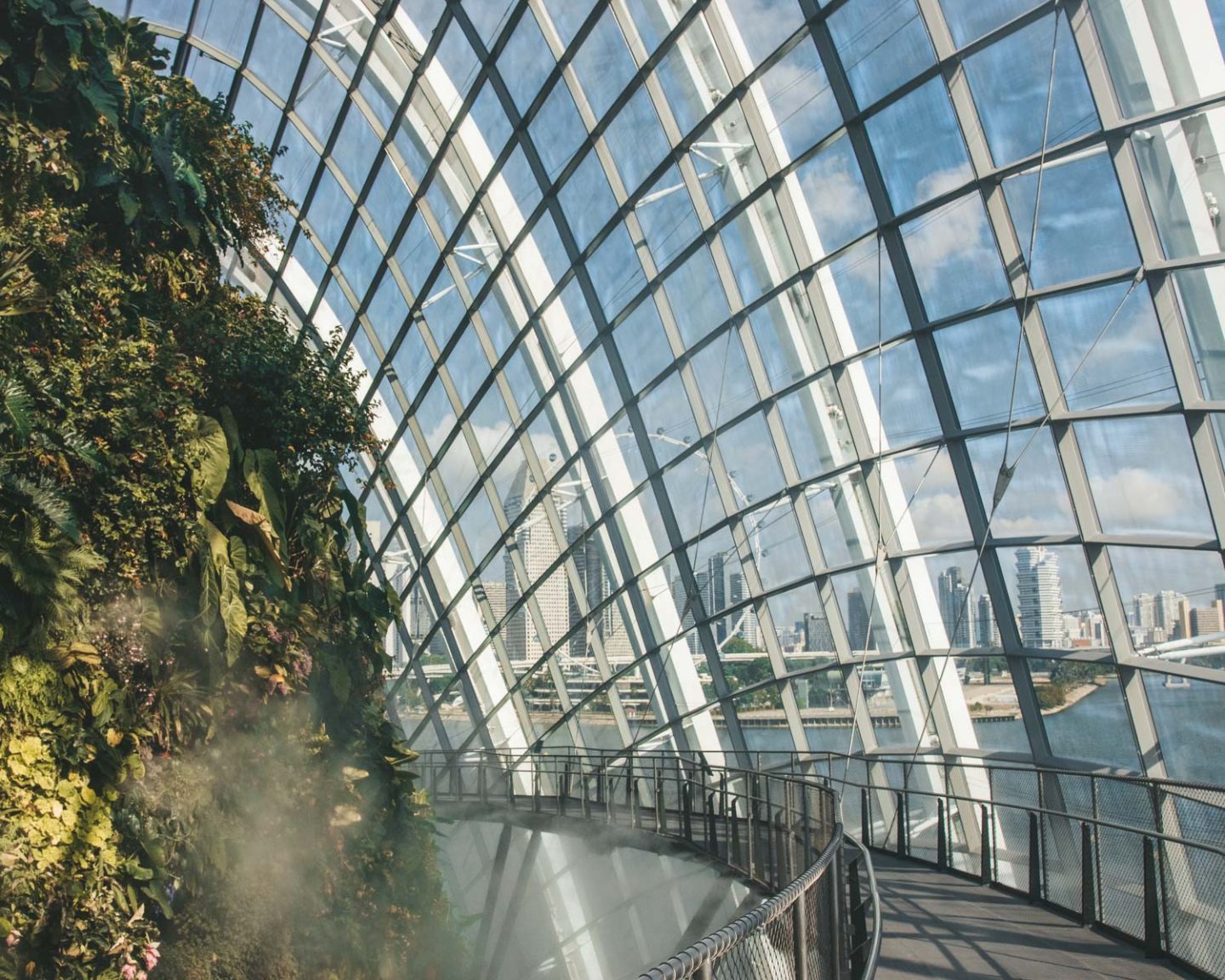 Cloud Forest