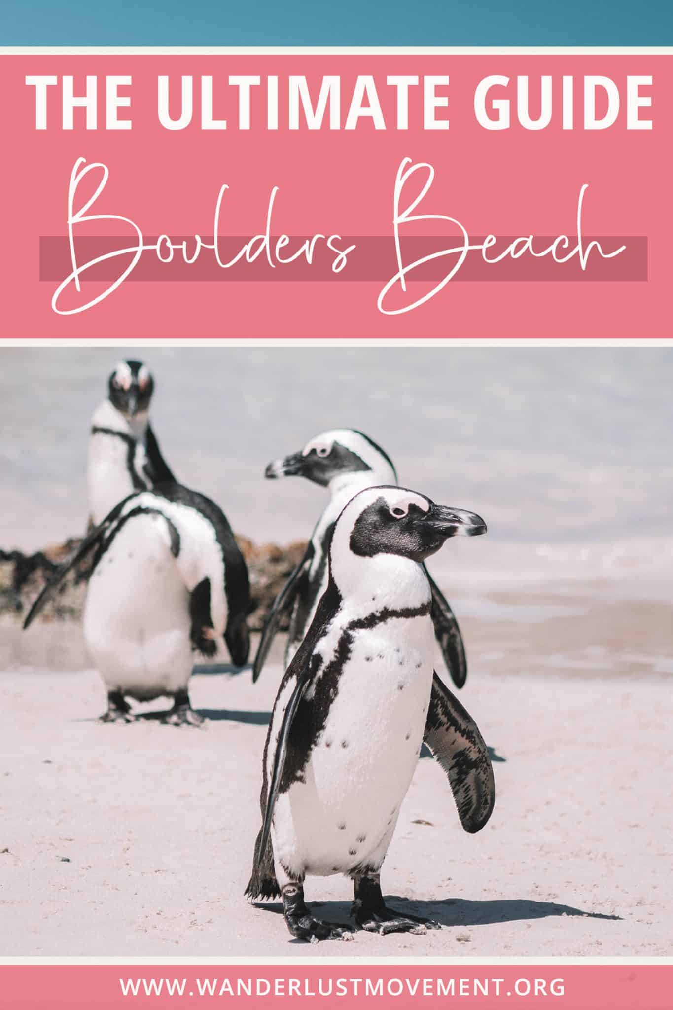 How to Swim With Penguins at Boulders Beach in Cape Town