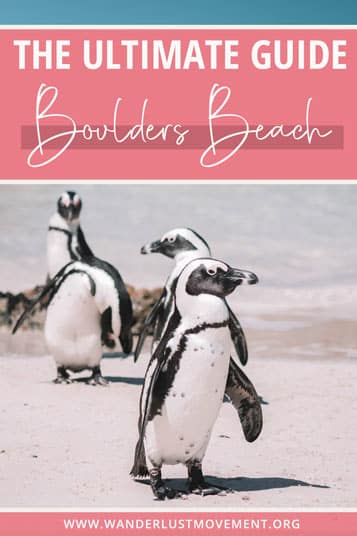 It's not every day that you can swim with wild penguins. Here's everything you need to know about visiting Boulders Beach in Cape Town!