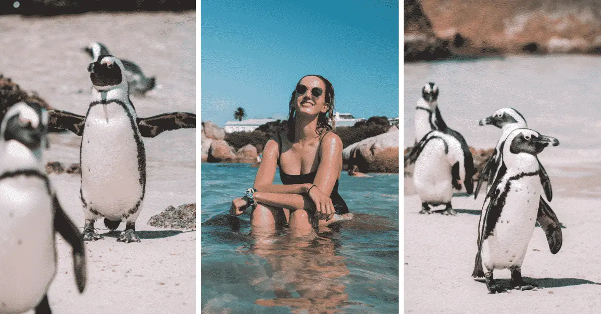 How to Swim With Penguins at Boulders Beach in Cape Town