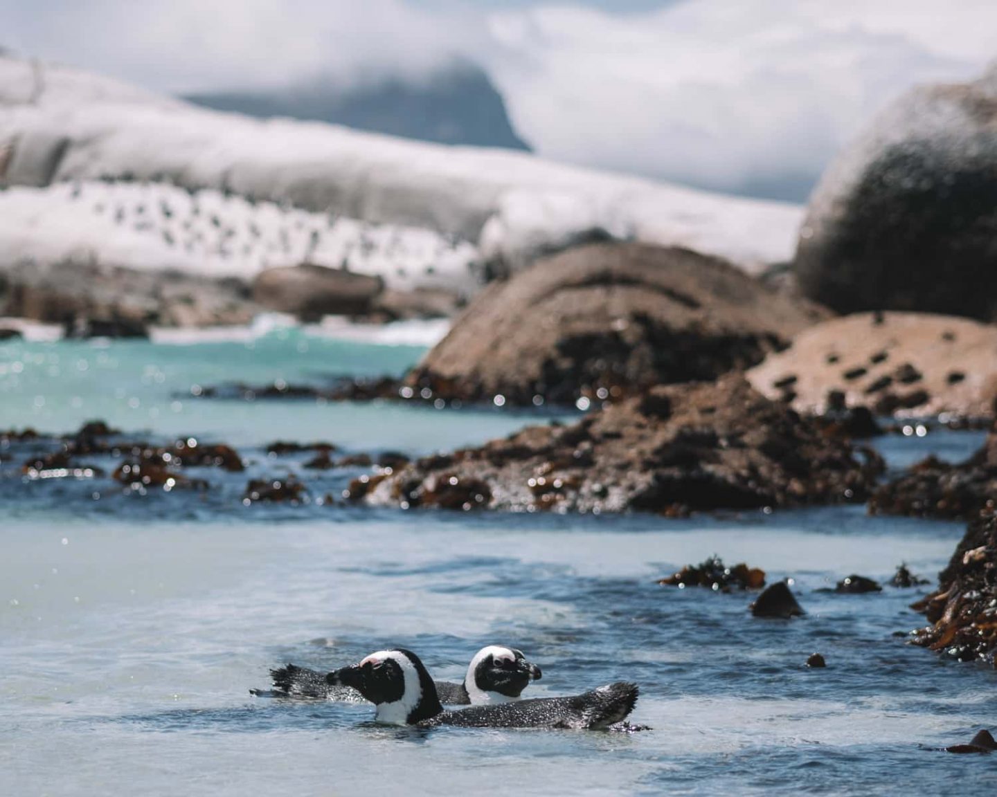 colony of african penguins at boulders beach