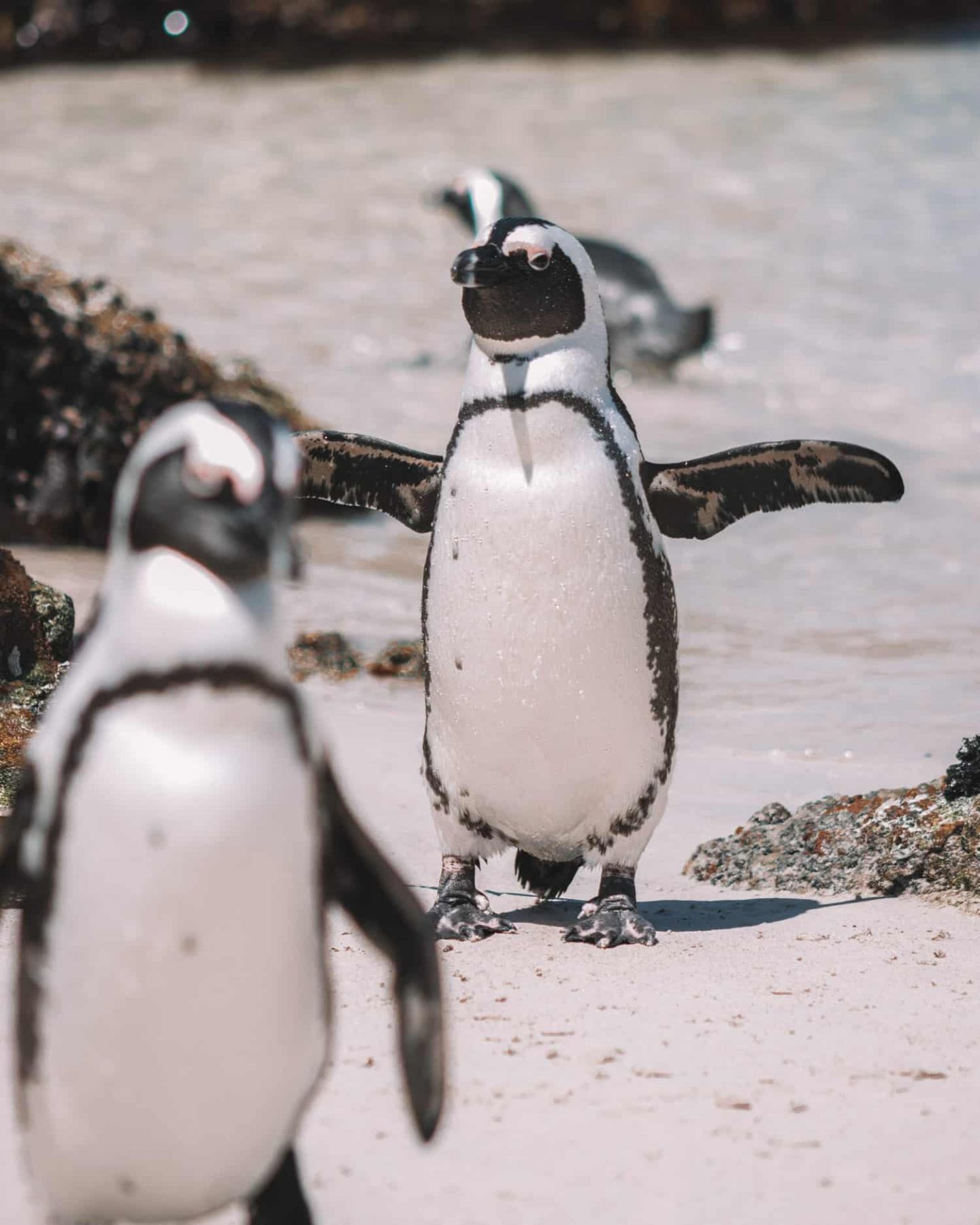 group of penguins walking
