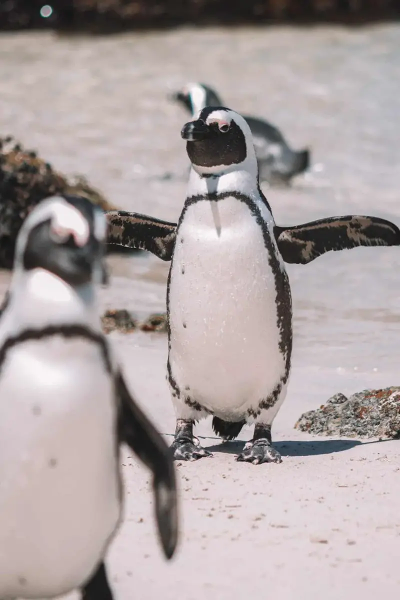 group of penguins walking