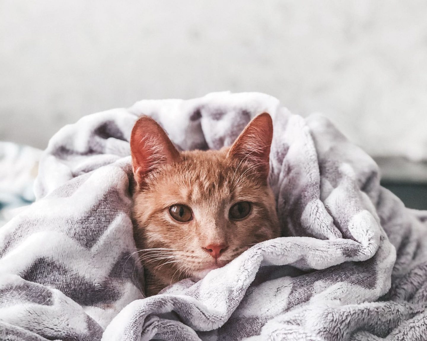 cat in bed