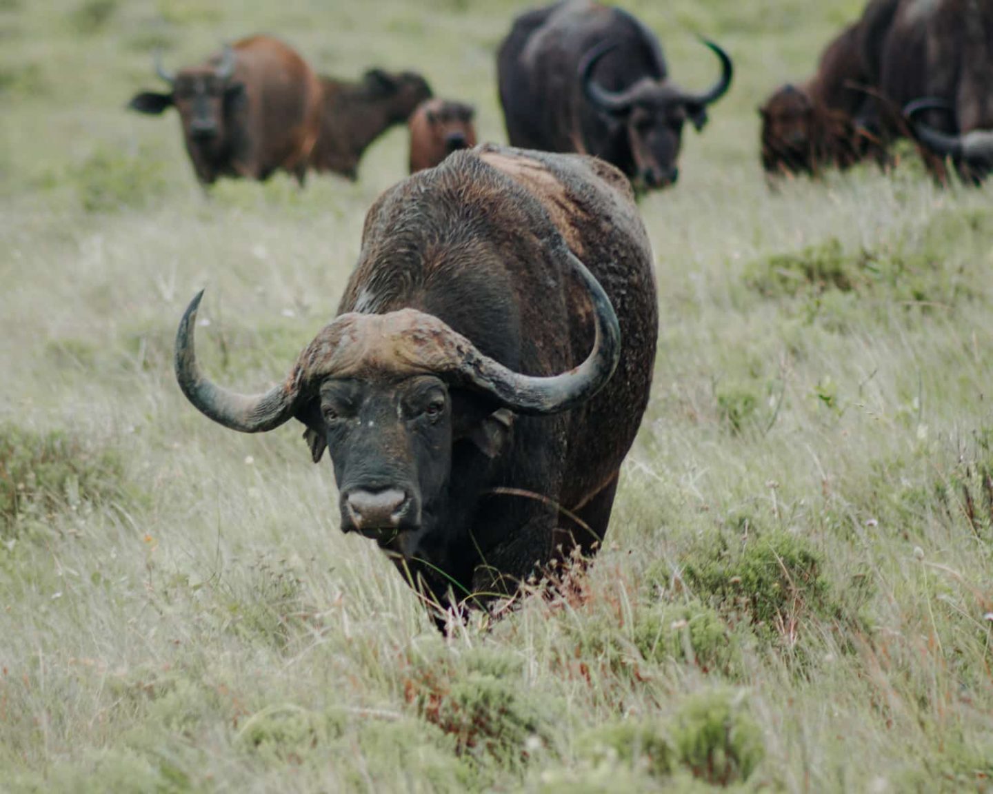 buffalo at isimangaliso wetland park