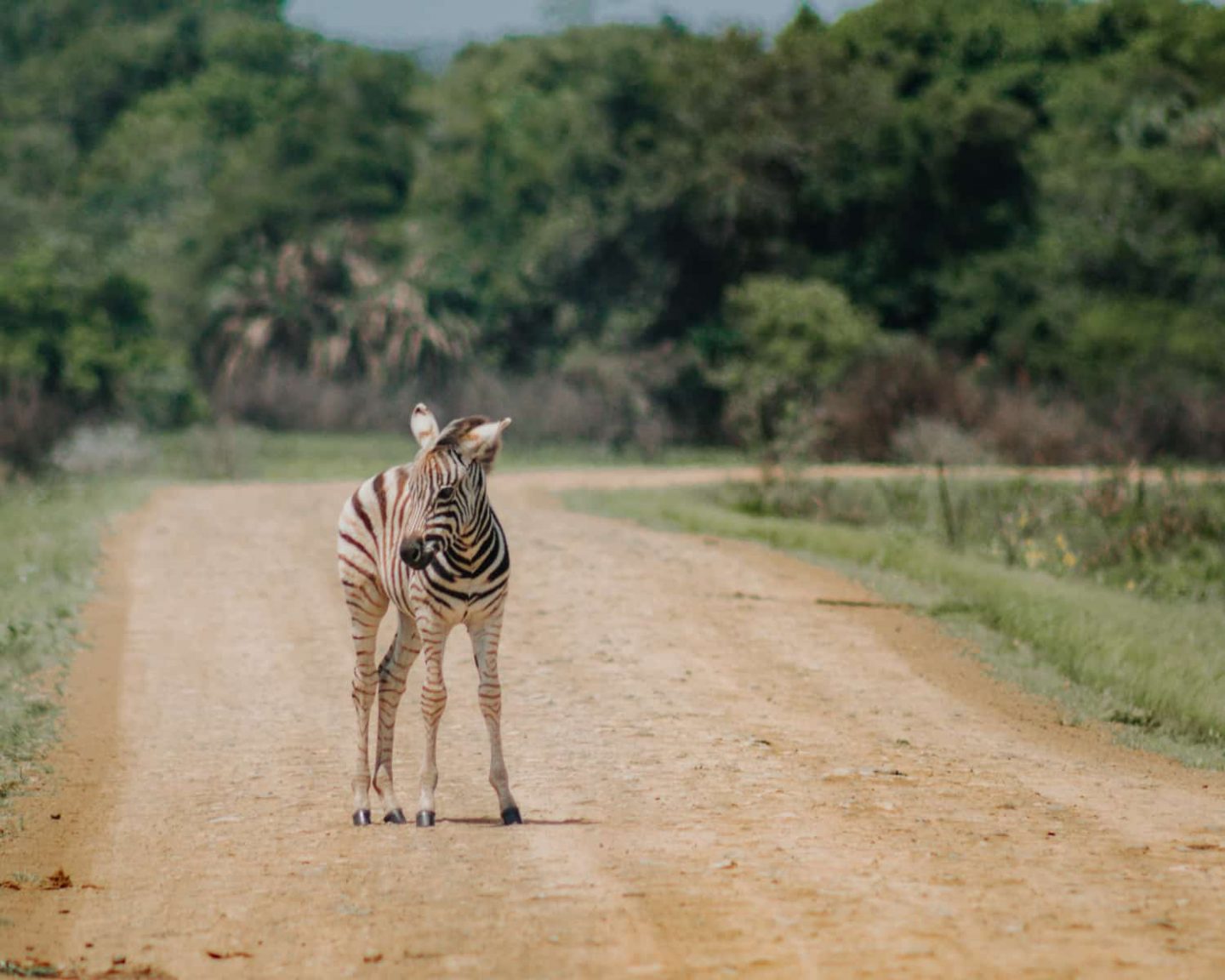 zebra at isimangaliso wetland park