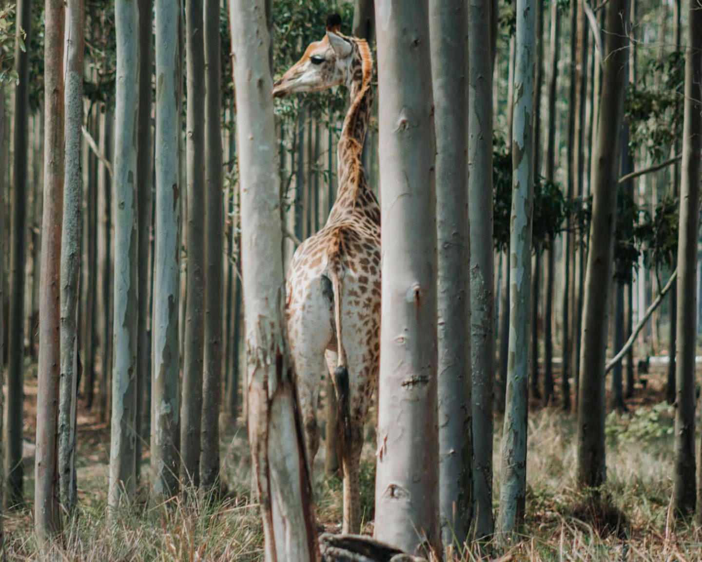 giraffe at isimangaliso wetland park