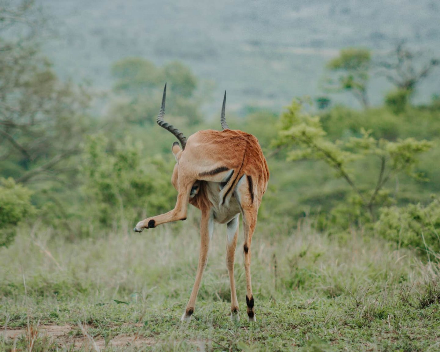 springbok