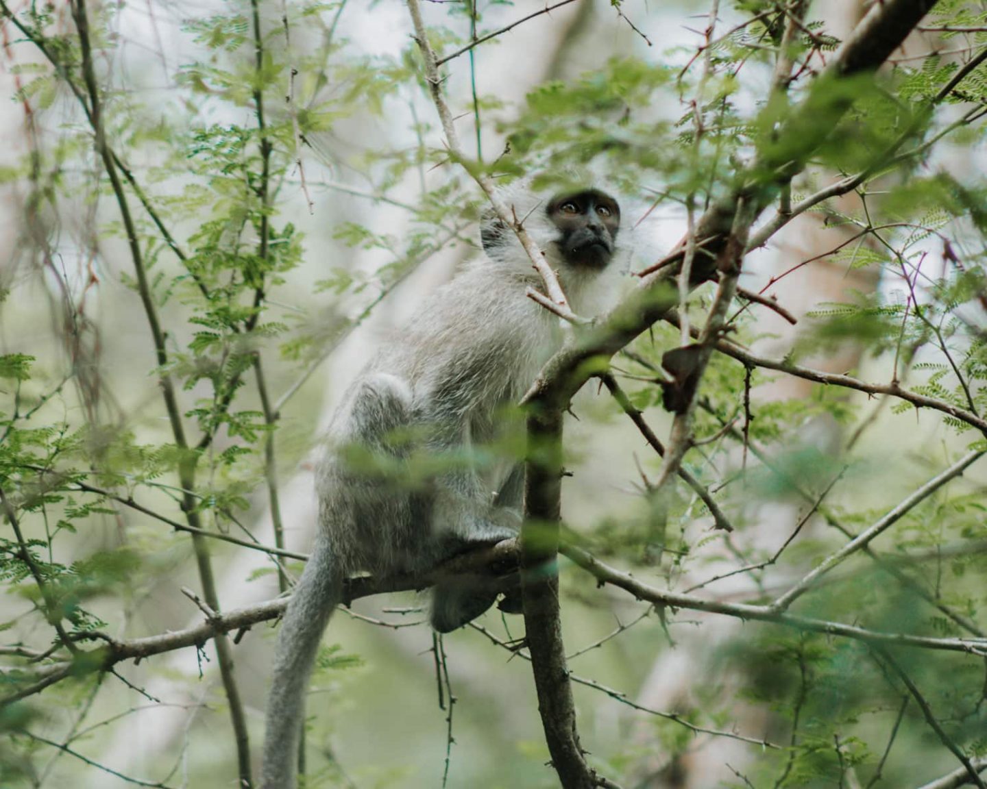 monkey at isimangaliso wetland park