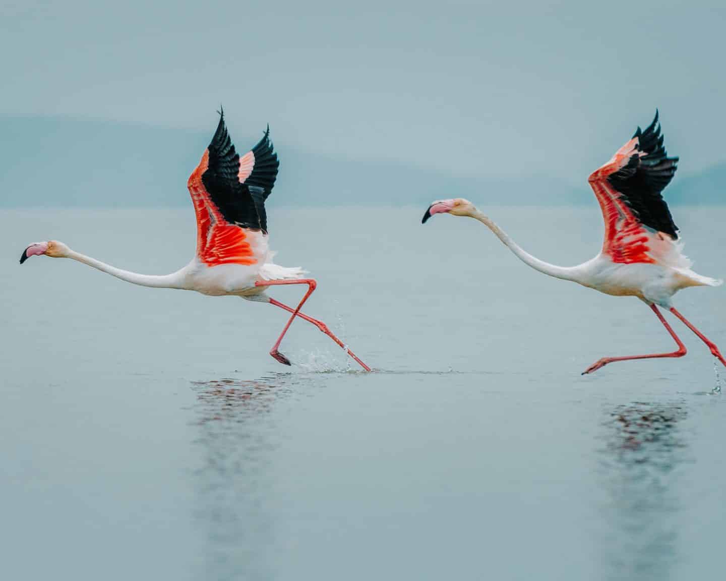 flamingos in botswana