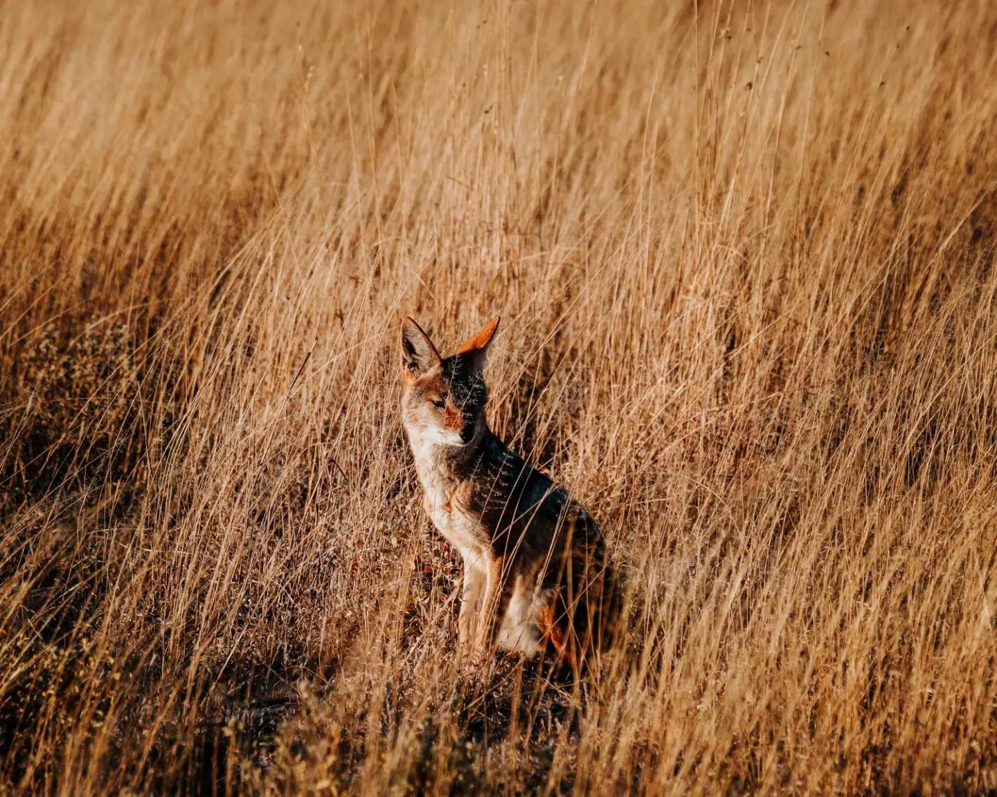 jackal in botswana