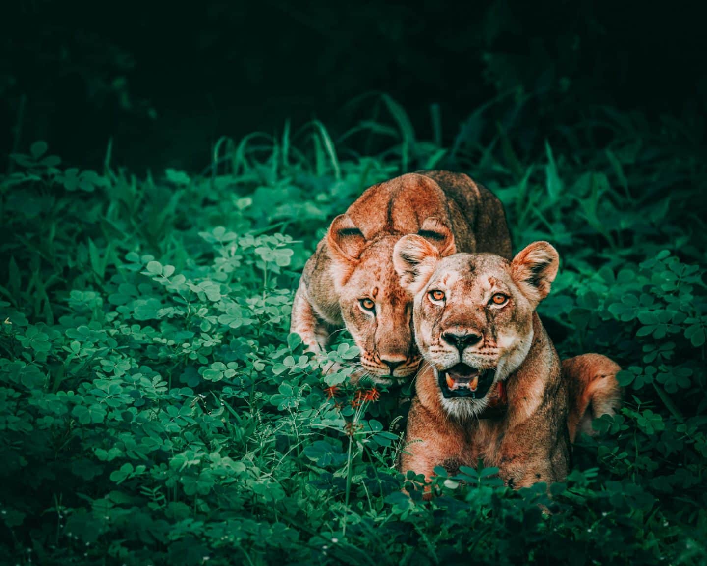 lions in chobe national park