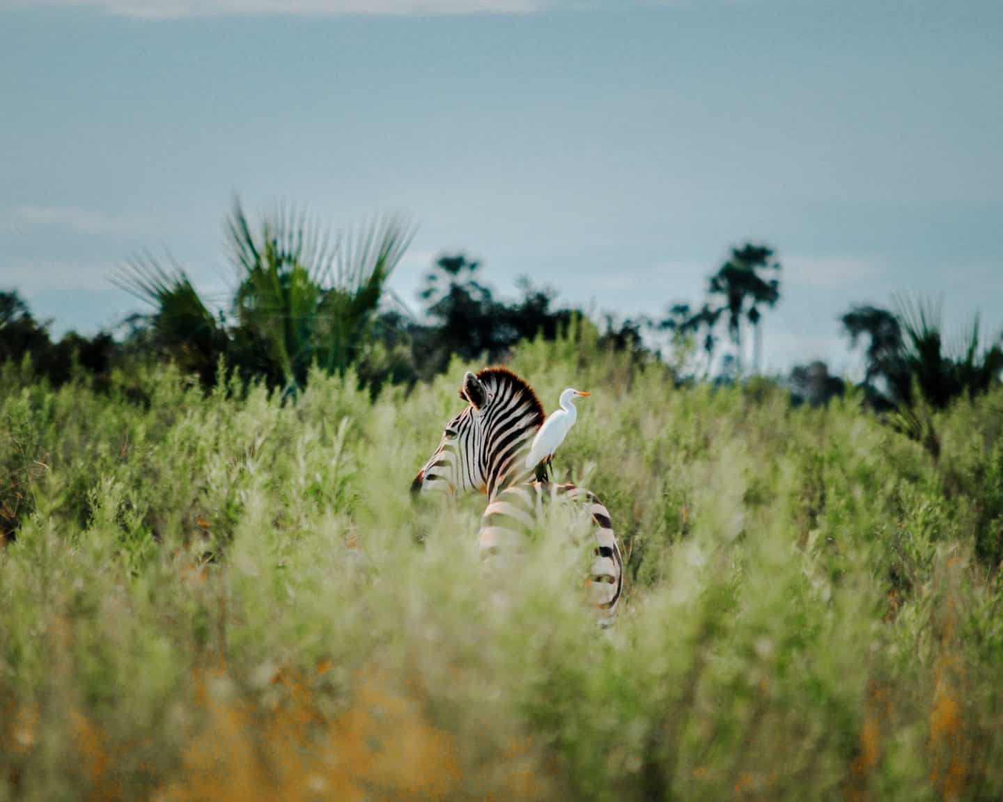 zebra moremi game reserve in botswana