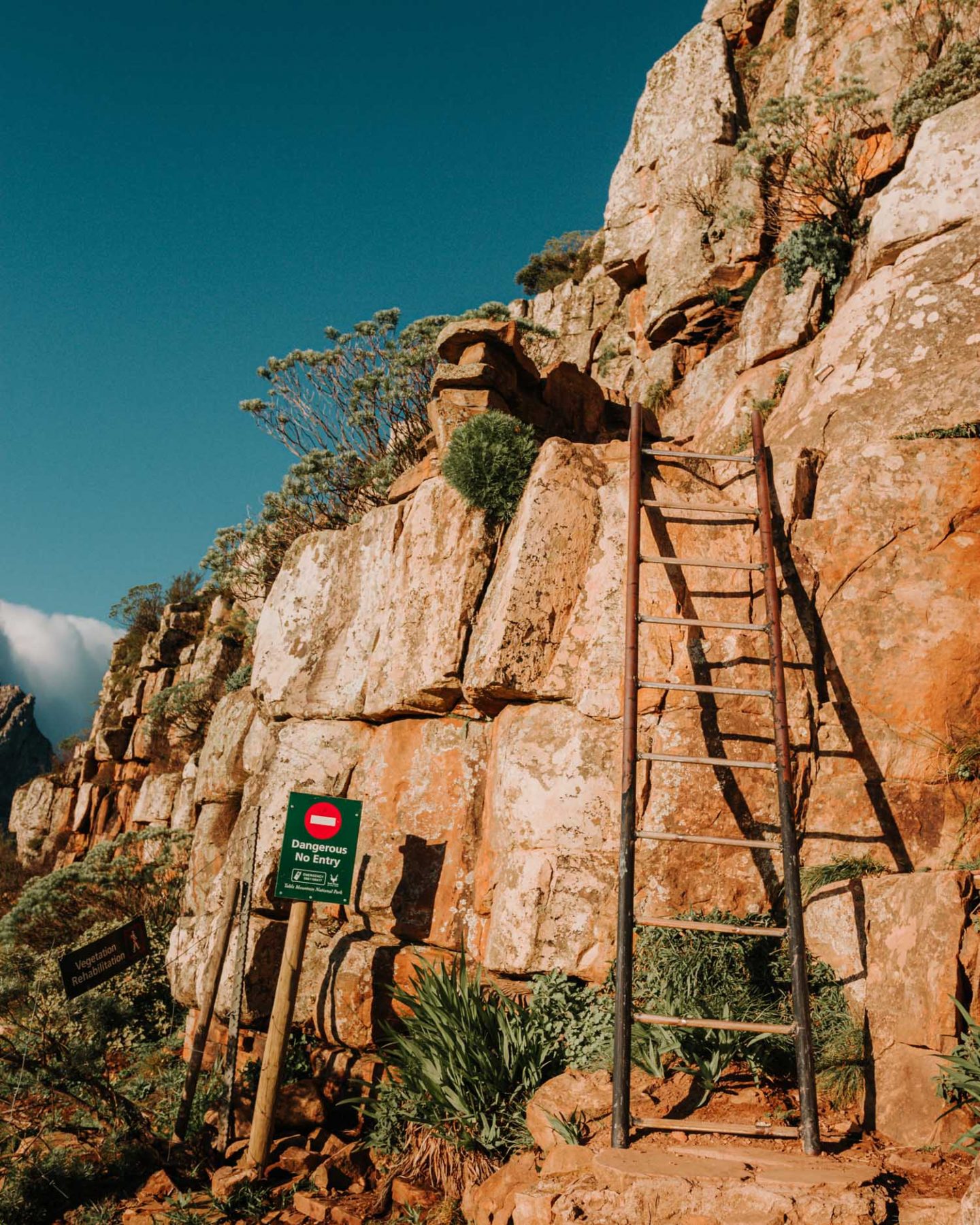ladder on lion's head