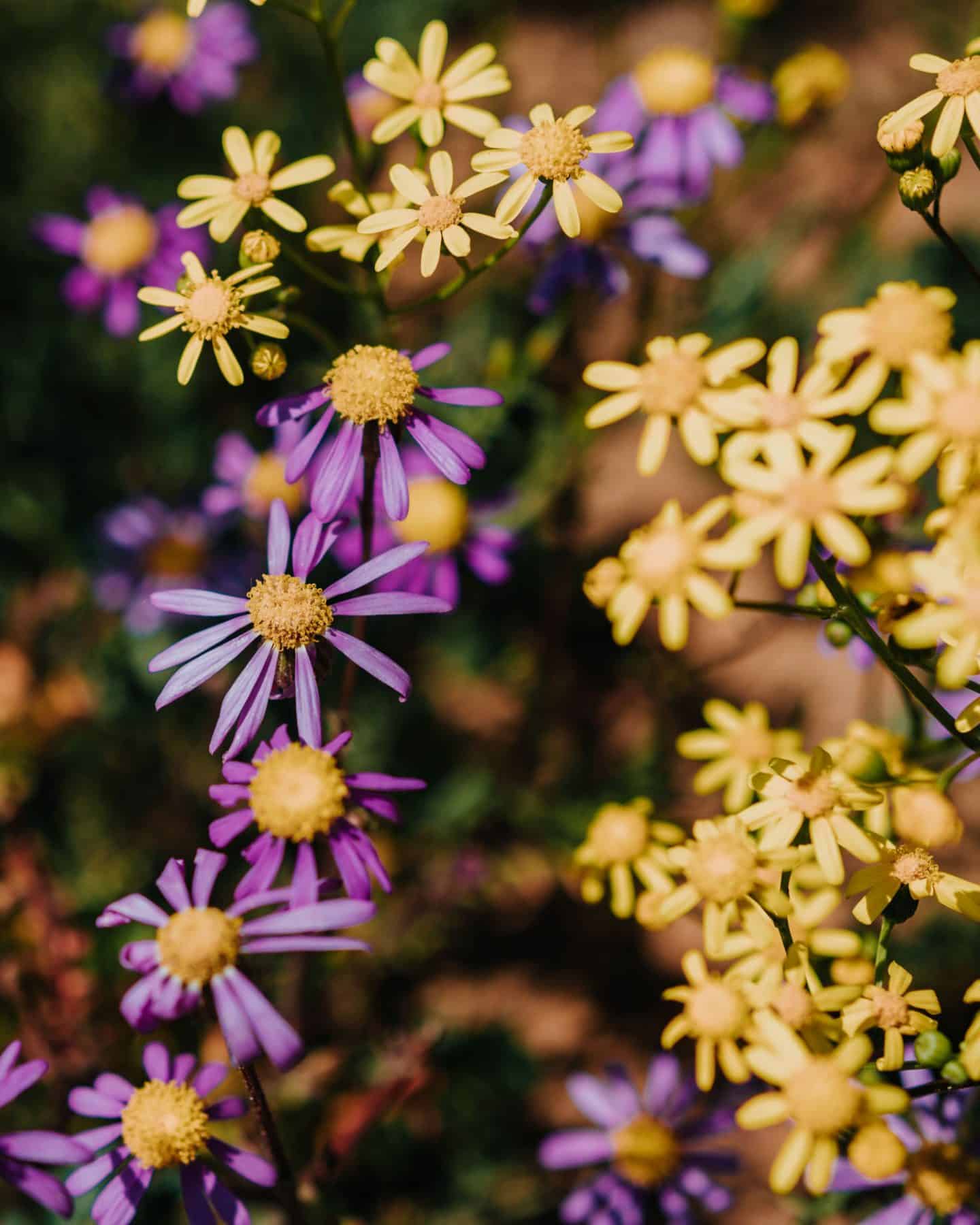 flowers in Nieuwoudtville