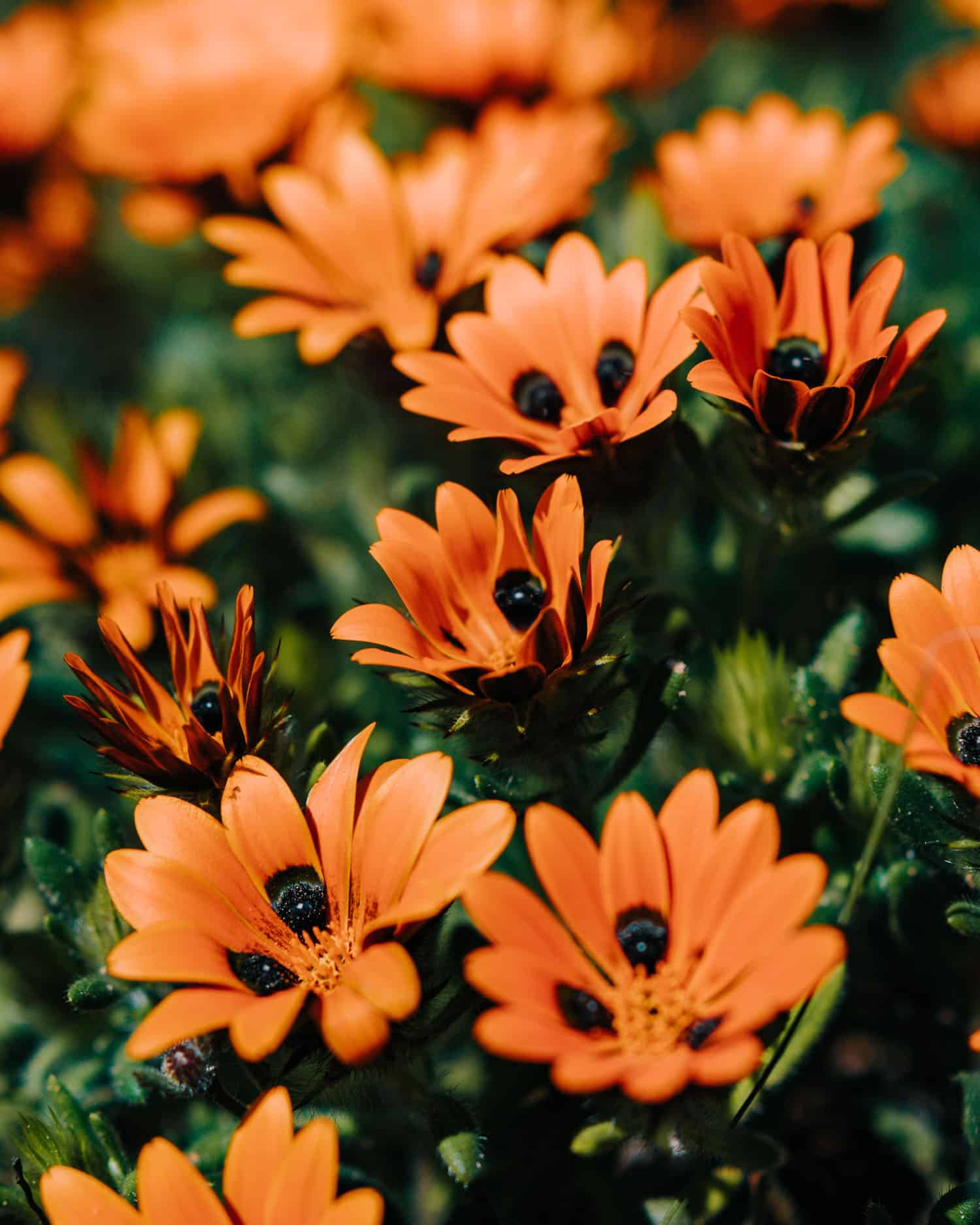 namaqualand flowers