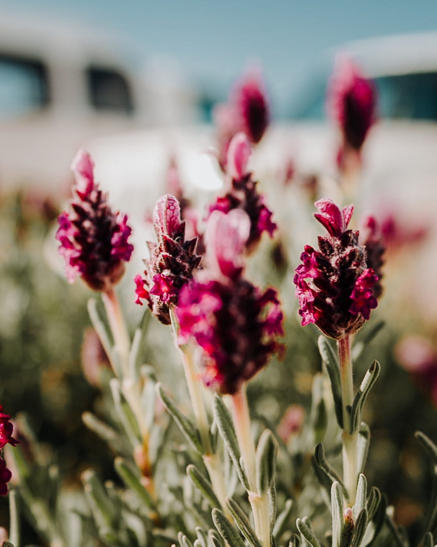 lavendar flowers