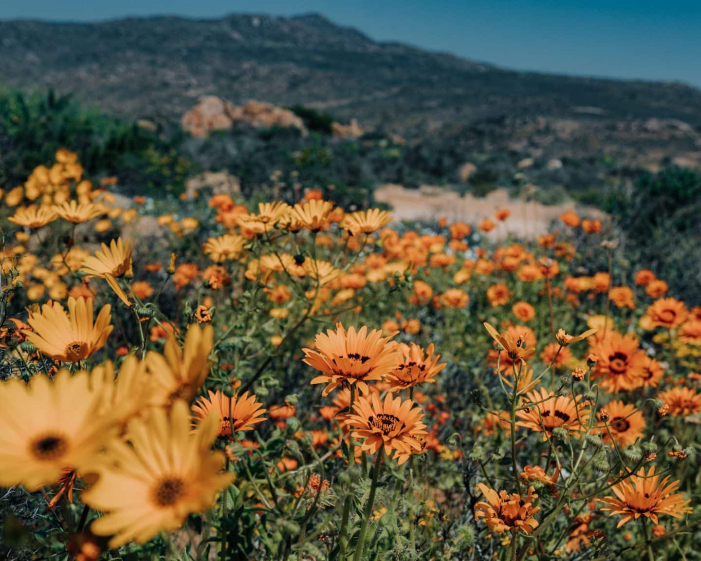 namaqualand flowers