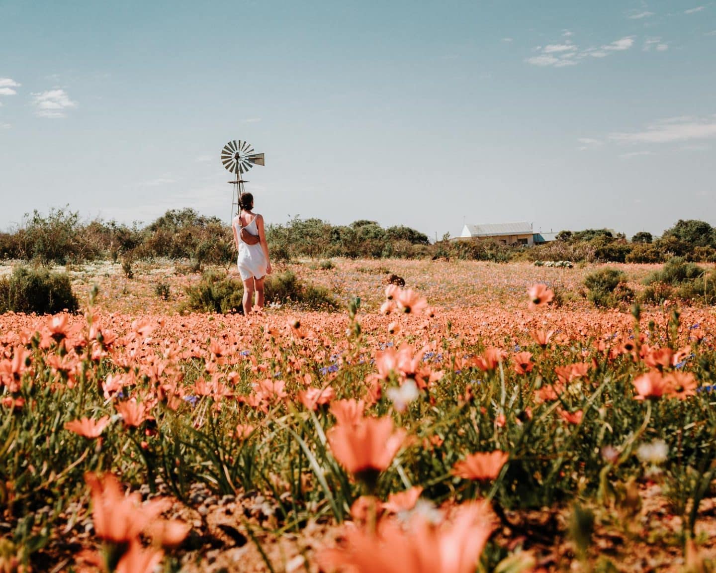 namaqualand flowers