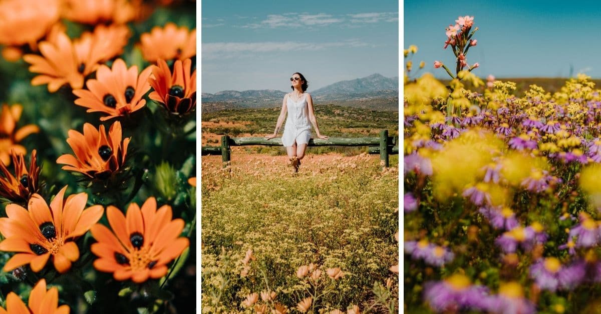 namaqualand flowers