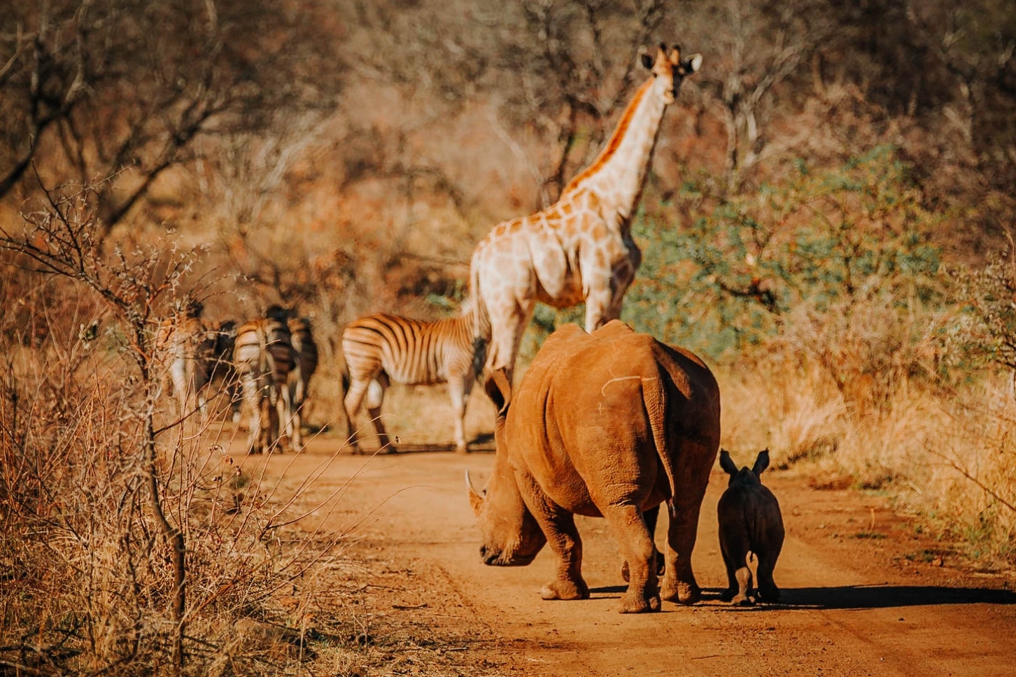 nkala safari lodge-22