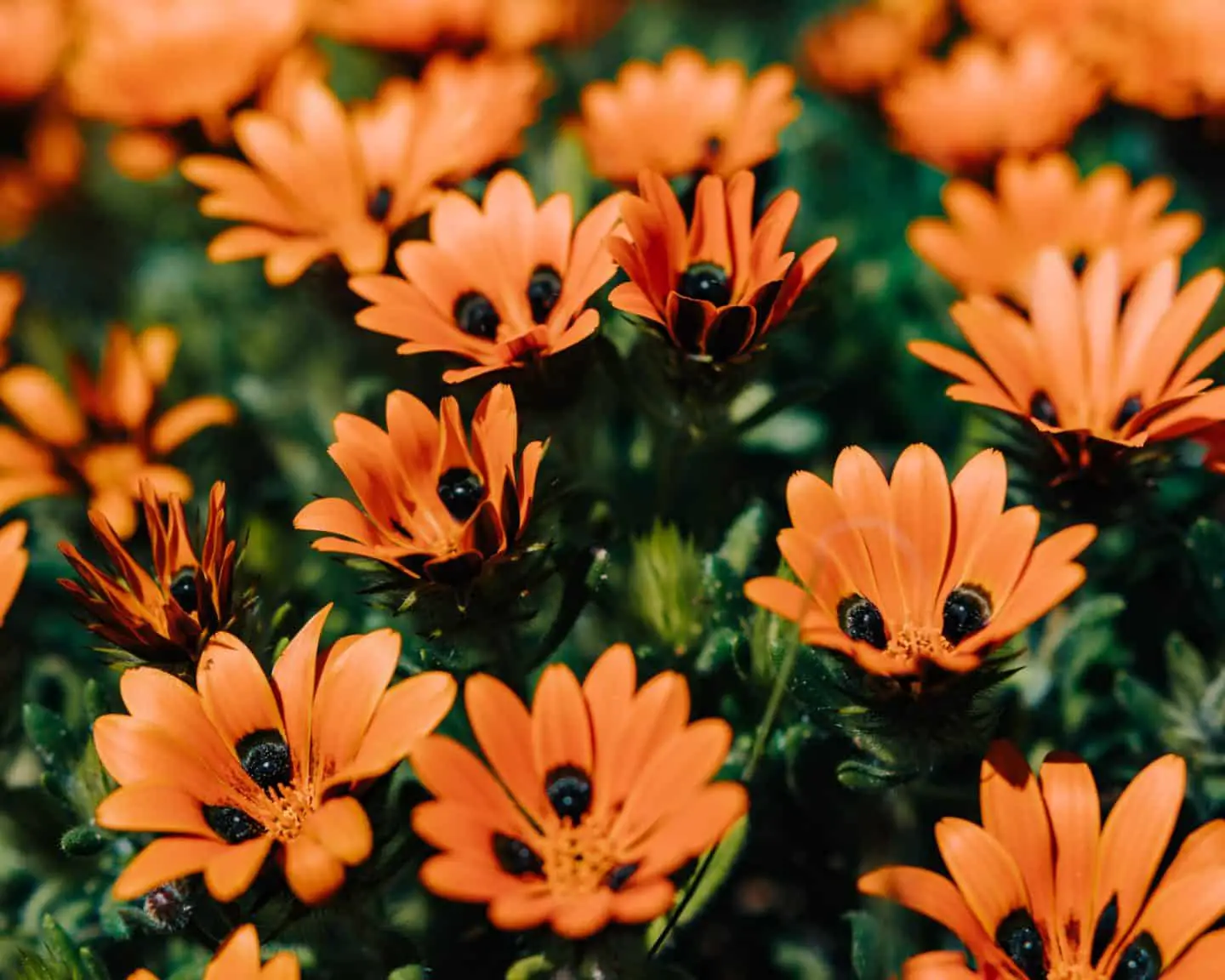 orange wildflowers