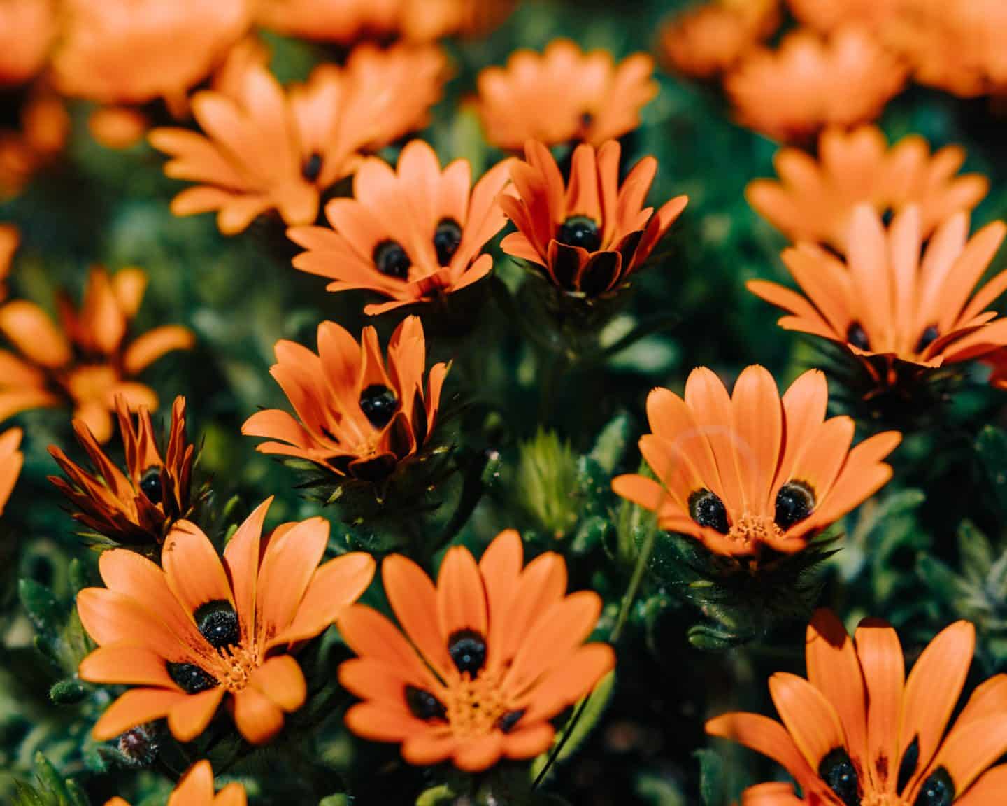 orange wildflowers