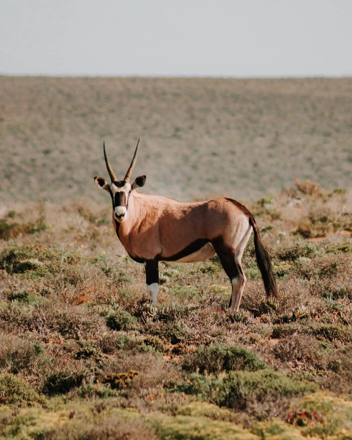oryx in namaqualand