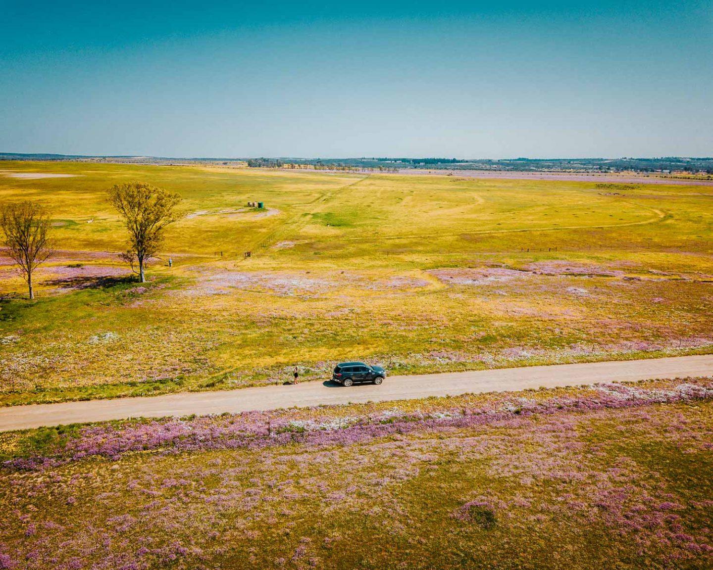 wildflowers drone shot