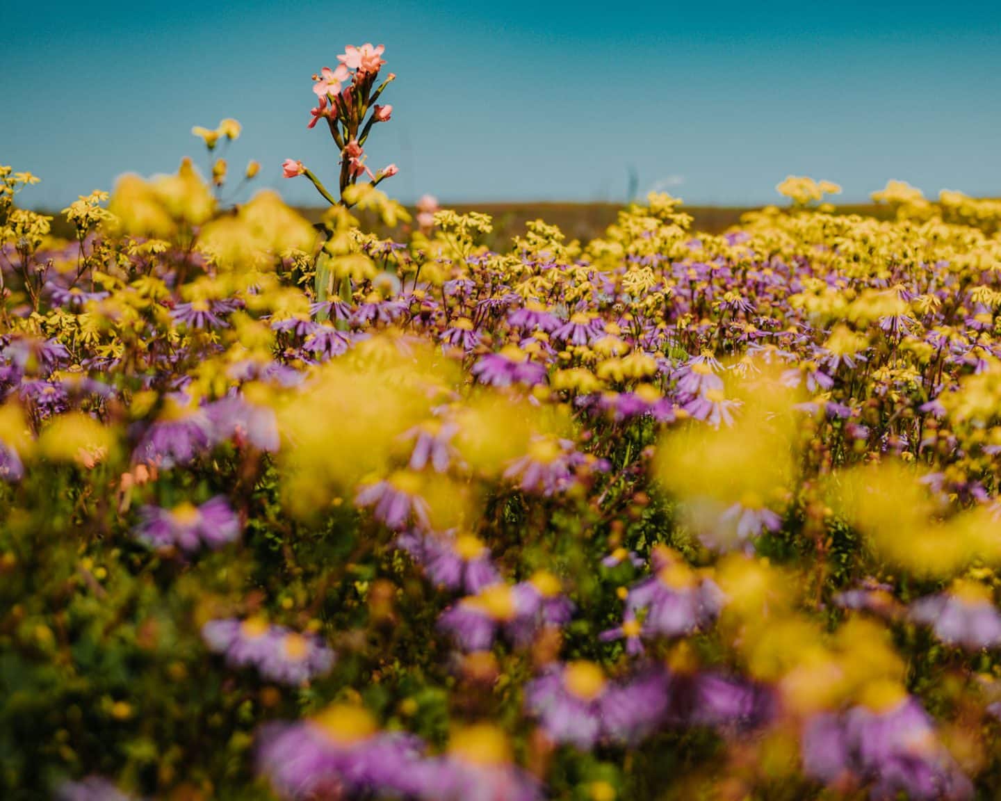 namaqualand flowers