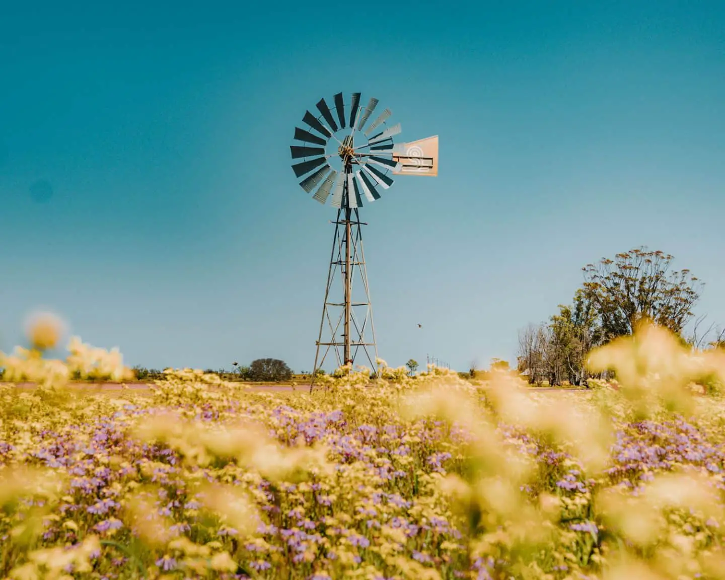 wildflowers and windmill