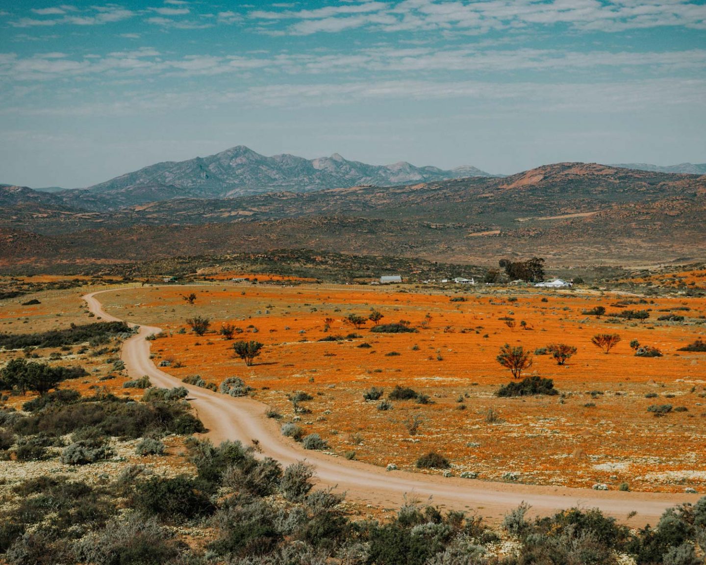 wildflowers in namaqua national park