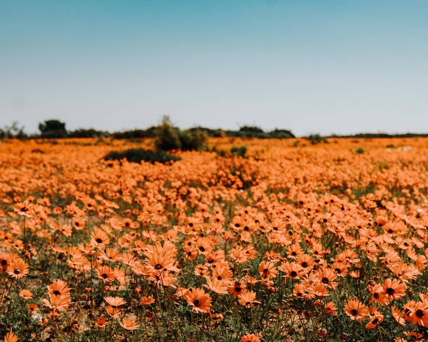 wildflowers in namaqua national park