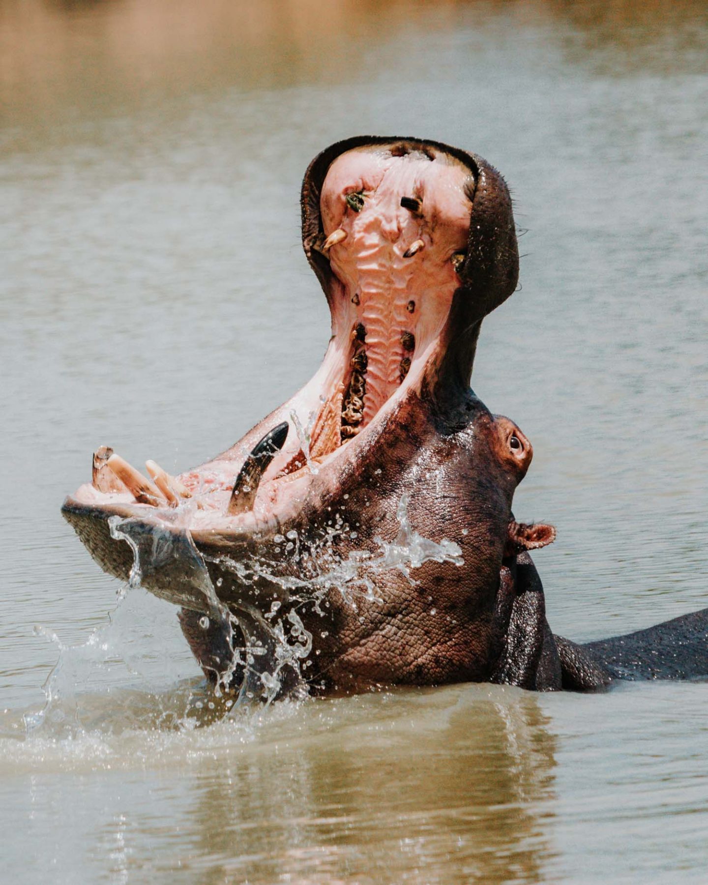 hippo