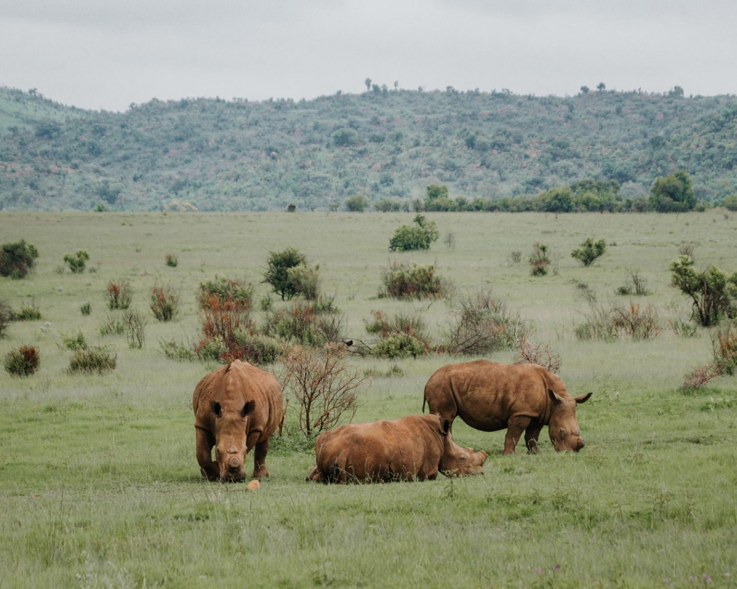 rhinos