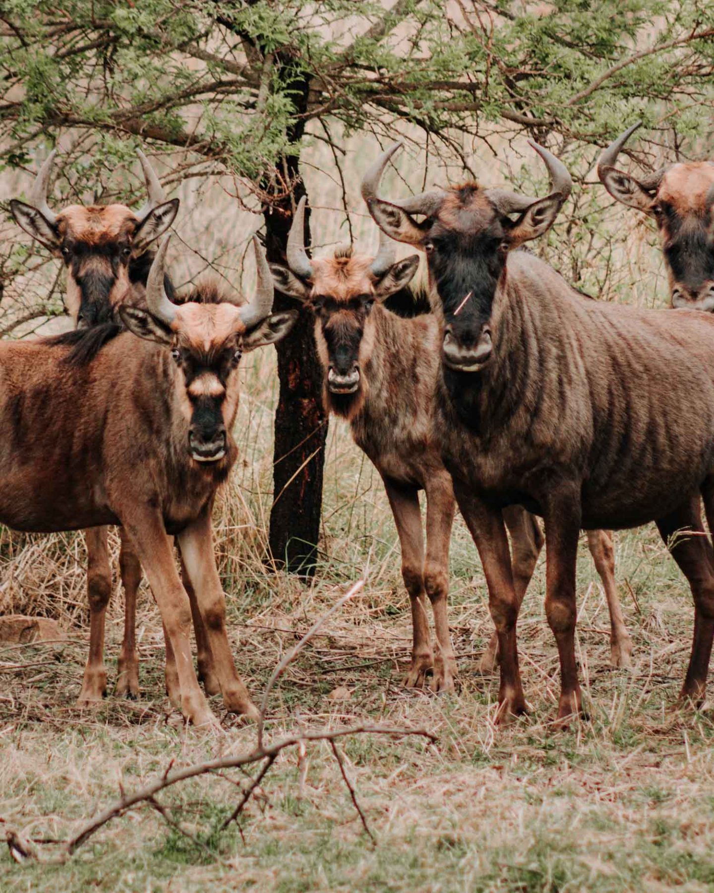 wildebeest